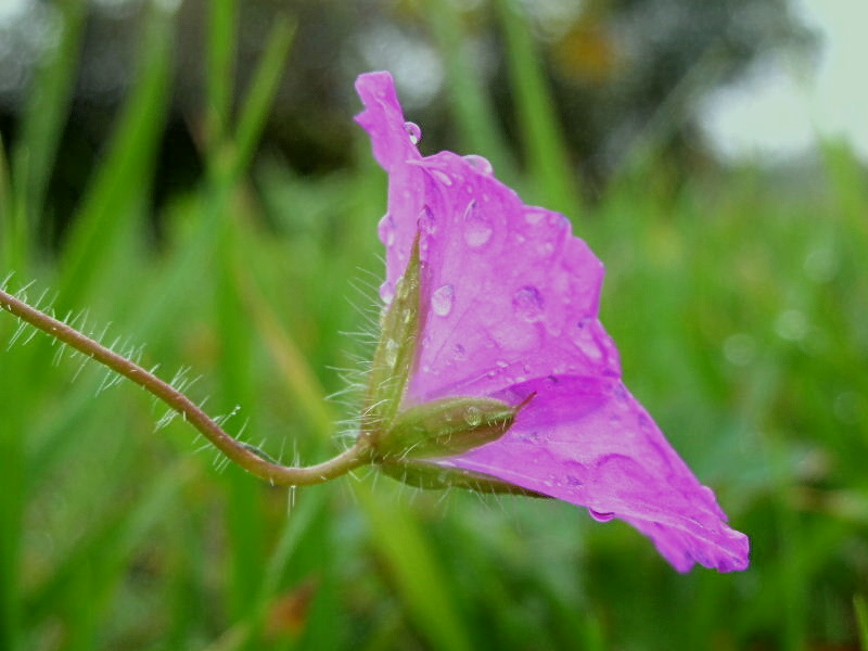 Geranium sanguineum / Geranio sanguigno